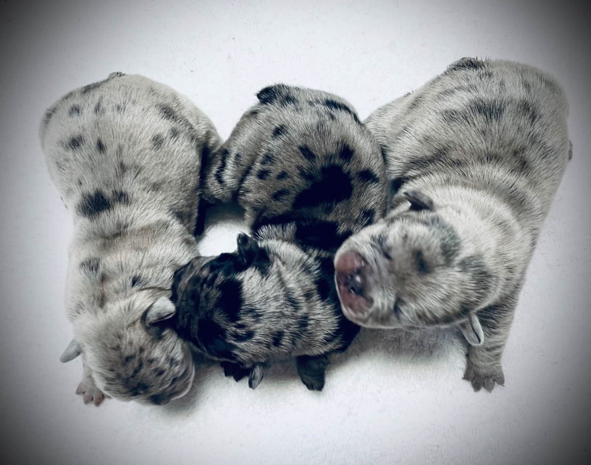 π Golden Retriever Pups OFA, Health Guar. Veterinarian owned/bred breeder image 21