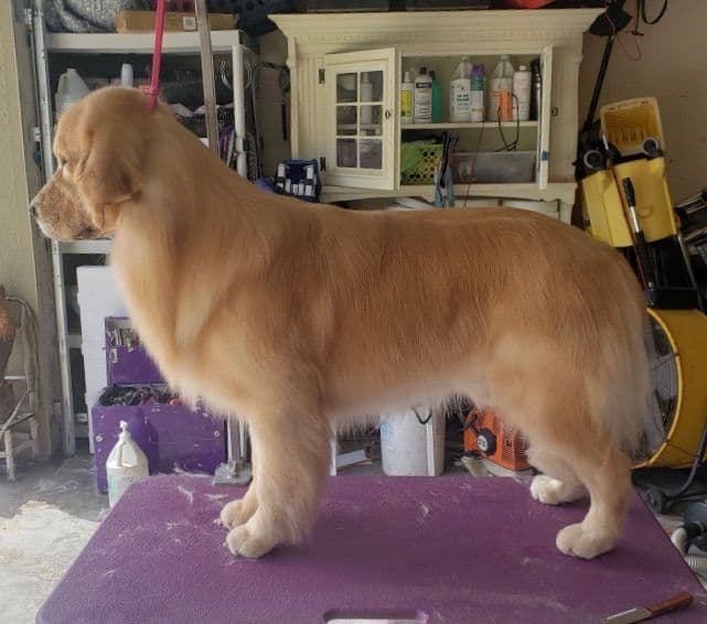 π Golden Retriever Pups OFA, Health Guar. Veterinarian owned/bred breeder image 25