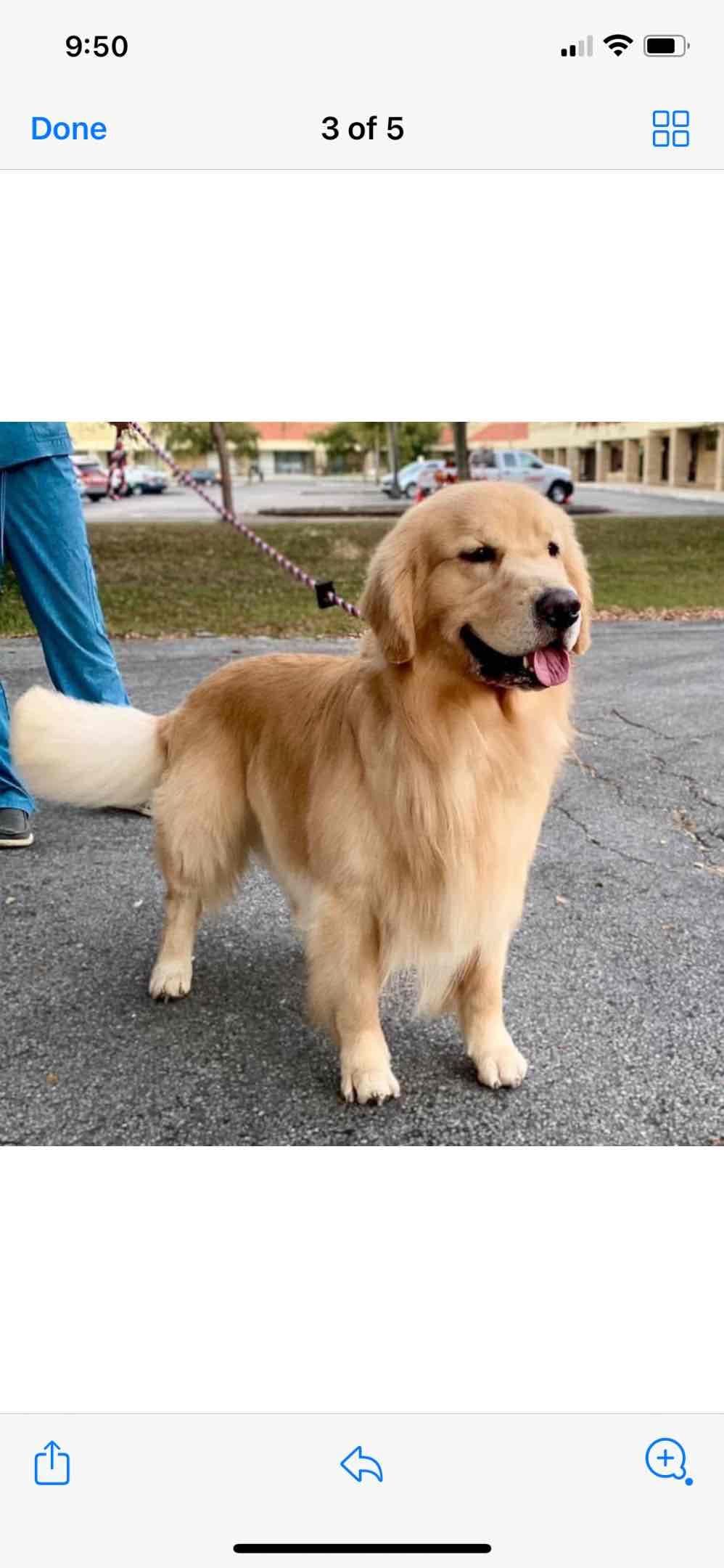 π Golden Retriever Pups OFA, Health Guar. Veterinarian owned/bred breeder image 26