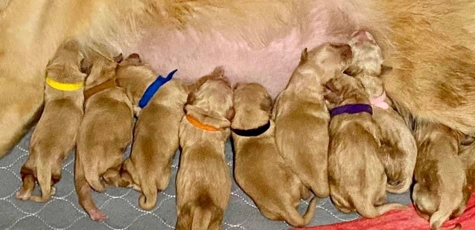 π Golden Retriever Pups OFA, Health Guar. Veterinarian owned/bred breeder image 24