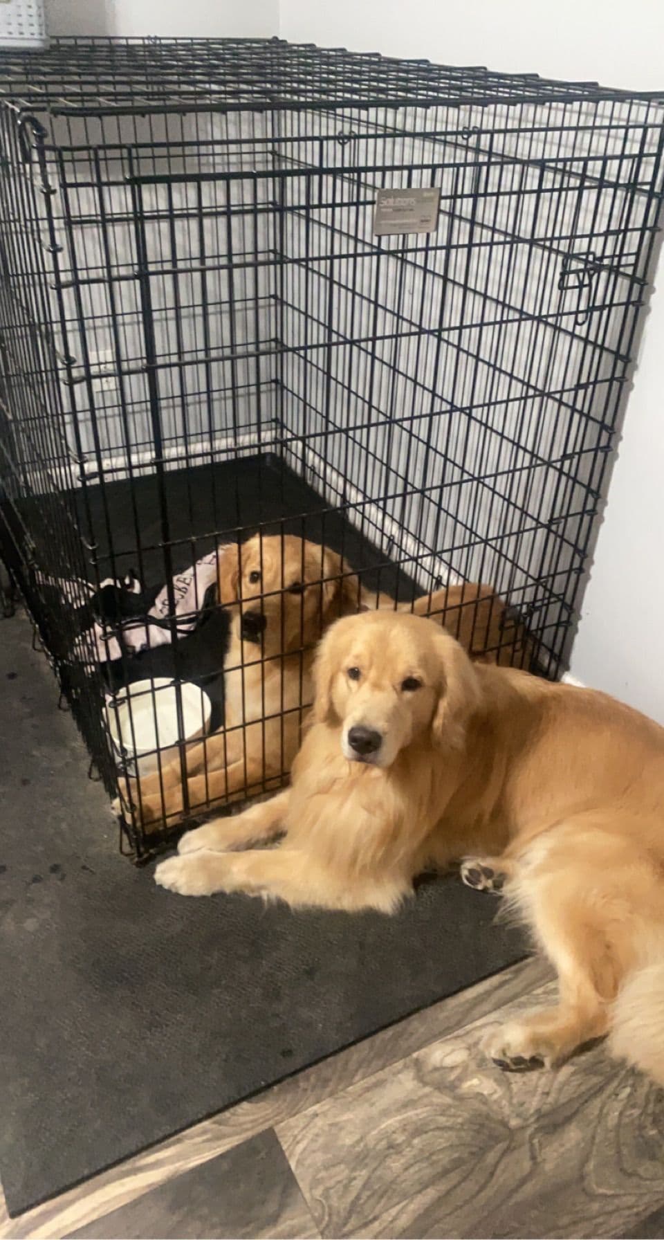 π Golden Retriever Pups OFA, Health Guar. Veterinarian owned/bred breeder image 28