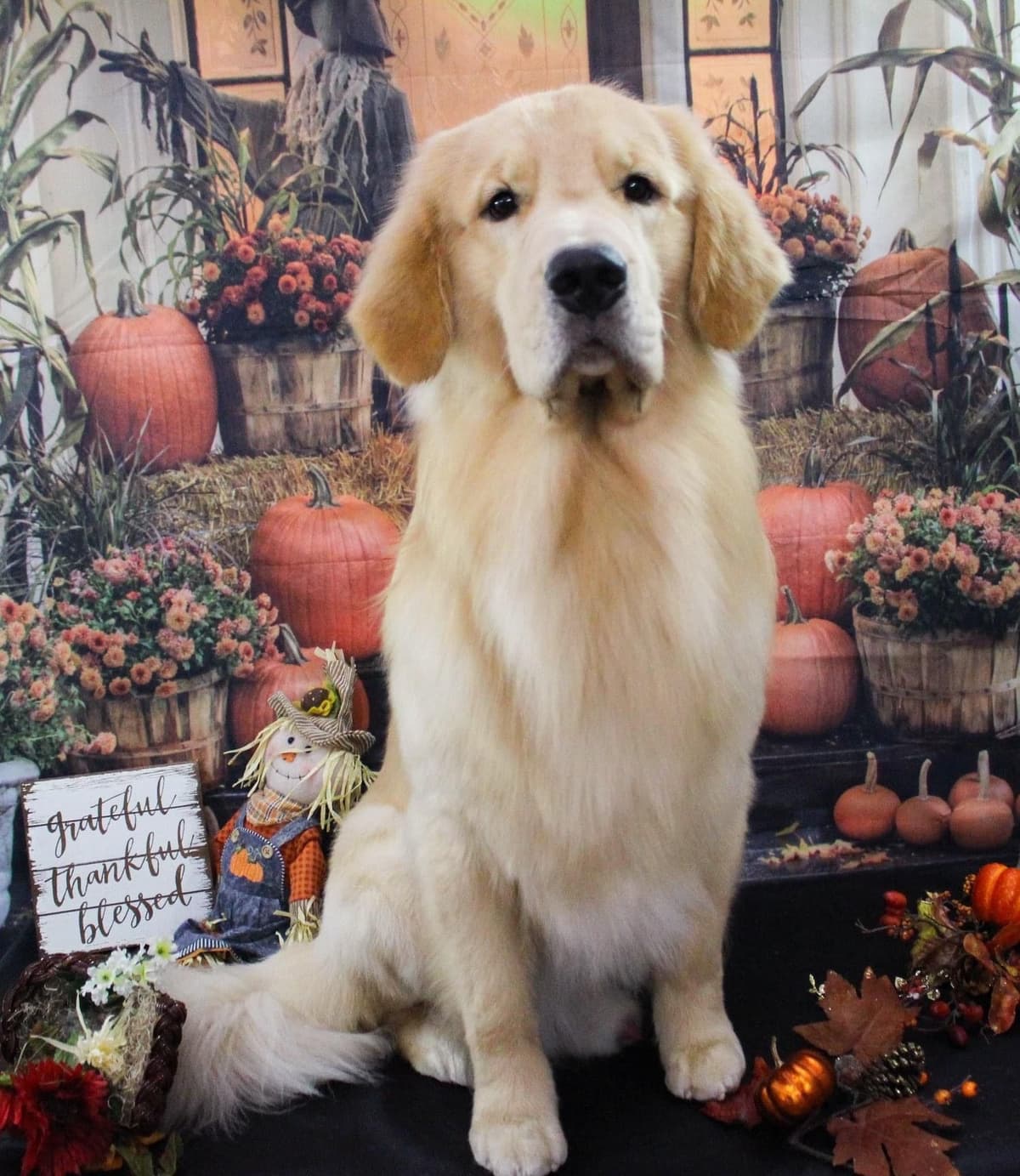 π Golden Retriever Pups OFA, Health Guar. Veterinarian owned/bred breeder image 29