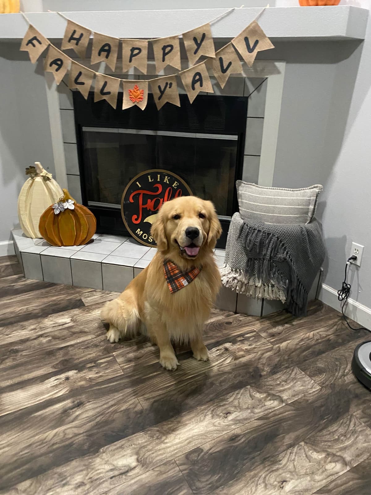 π Golden Retriever Pups OFA, Health Guar. Veterinarian owned/bred breeder image 30
