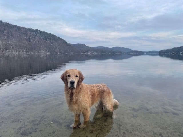 💛 Golden Retriever Pups OFA, Health Guar. Veterinarian owned/bred media 3