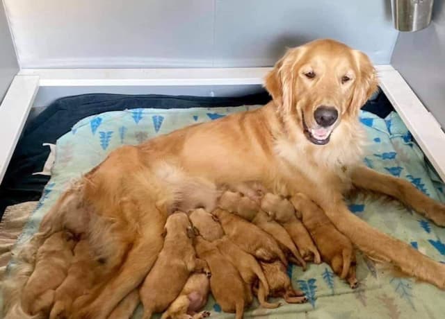 💛 Golden Retriever Pups OFA, Health Guar. Veterinarian owned/bred media 4