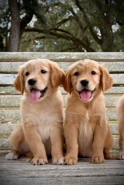 💛 Golden Retriever Pups OFA, Health Guar. Veterinarian owned/bred media 5