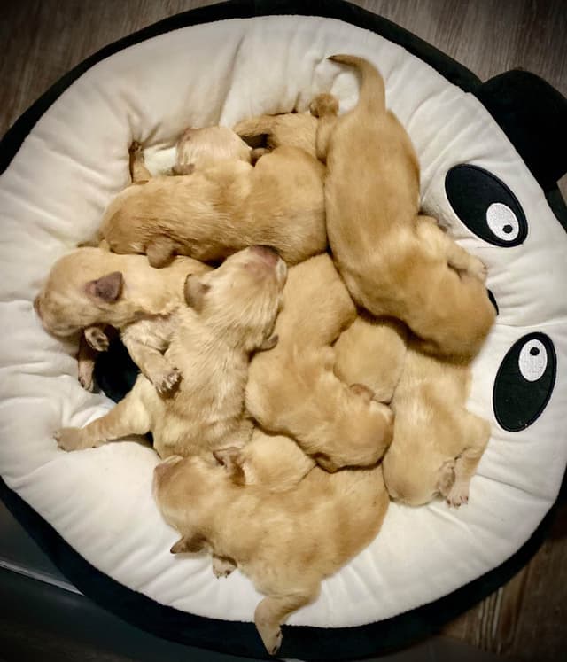 💛 Golden Retriever Pups OFA, Health Guar. Veterinarian owned/bred media 10