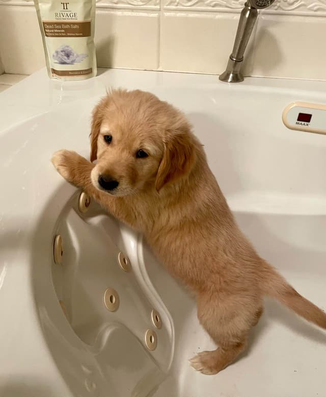 💛 Golden Retriever Pups OFA, Health Guar. Veterinarian owned/bred media 11