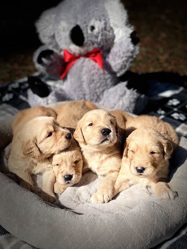 💛 Golden Retriever Pups OFA, Health Guar. Veterinarian owned/bred media 12