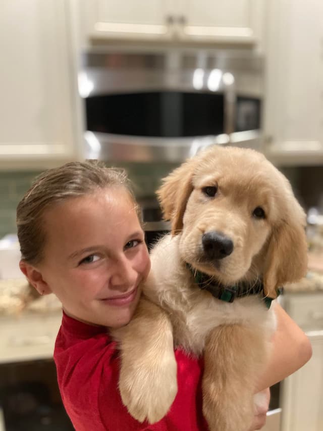 💛 Golden Retriever Pups OFA, Health Guar. Veterinarian owned/bred media 14