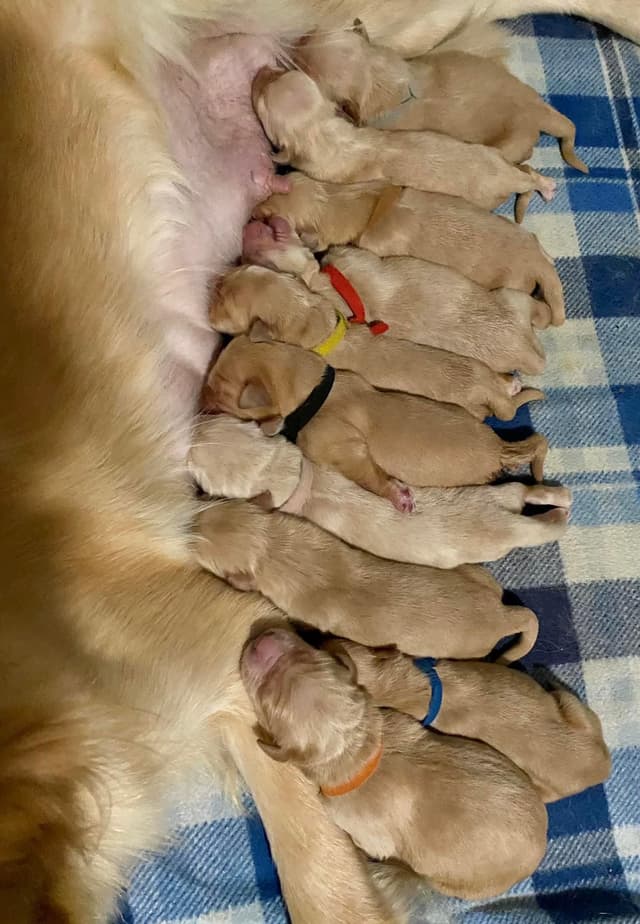 💛 Golden Retriever Pups OFA, Health Guar. Veterinarian owned/bred media 16