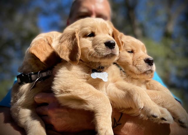💛 Golden Retriever Pups OFA, Health Guar. Veterinarian owned/bred media 17