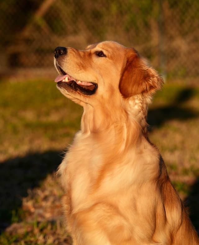 💛 Golden Retriever Pups OFA, Health Guar. Veterinarian owned/bred media 18