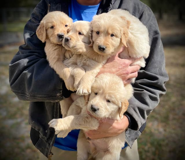 💛 Golden Retriever Pups OFA, Health Guar. Veterinarian owned/bred media 19