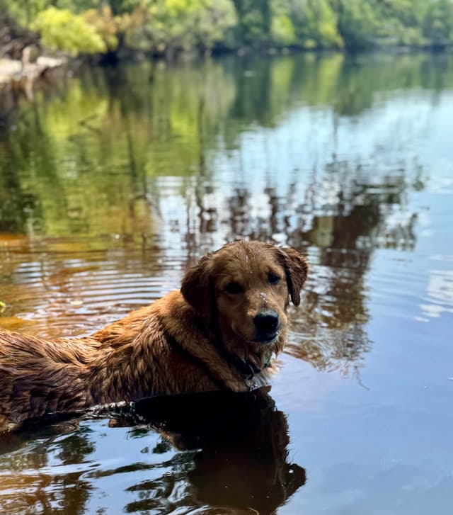 💛 Golden Retriever Pups OFA, Health Guar. Veterinarian owned/bred media 20
