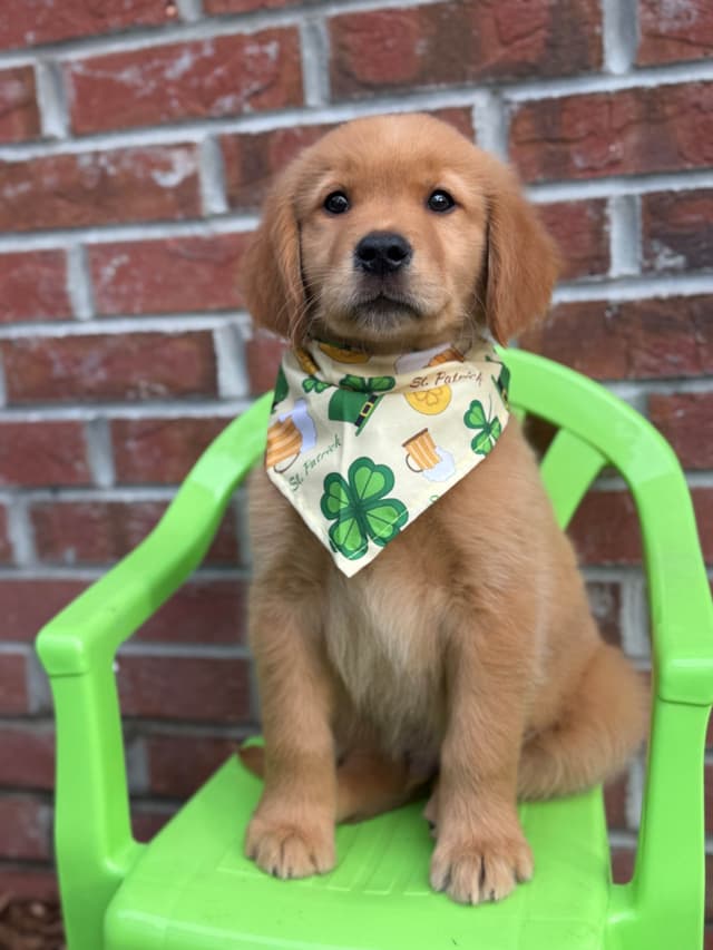 💛 Golden Retriever Pups OFA, Health Guar. Veterinarian owned/bred media 21