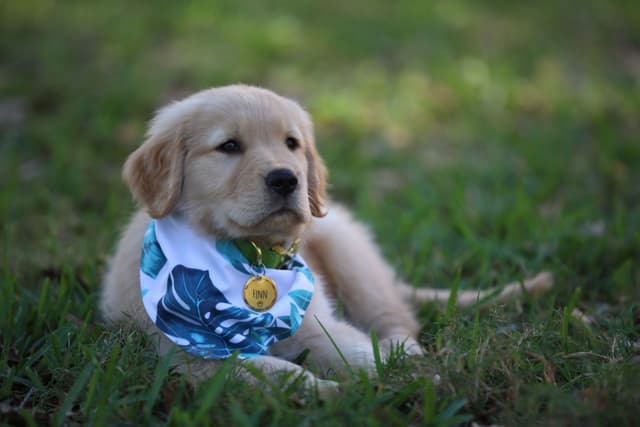 💛 Golden Retriever Pups OFA, Health Guar. Veterinarian owned/bred media 22