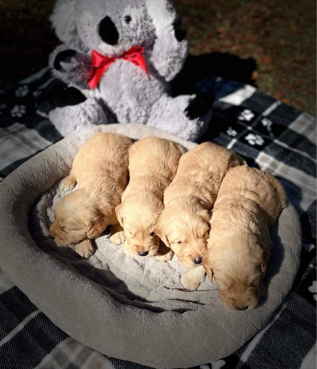 💛 Golden Retriever Pups OFA, Health Guar. Veterinarian owned/bred media 23