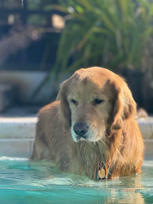 💛 Golden Retriever Pups OFA, Health Guar. Veterinarian owned/bred media 24
