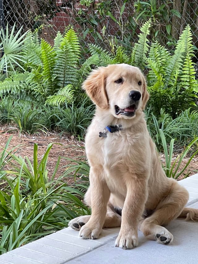 💛 Golden Retriever Pups OFA, Health Guar. Veterinarian owned/bred media 25