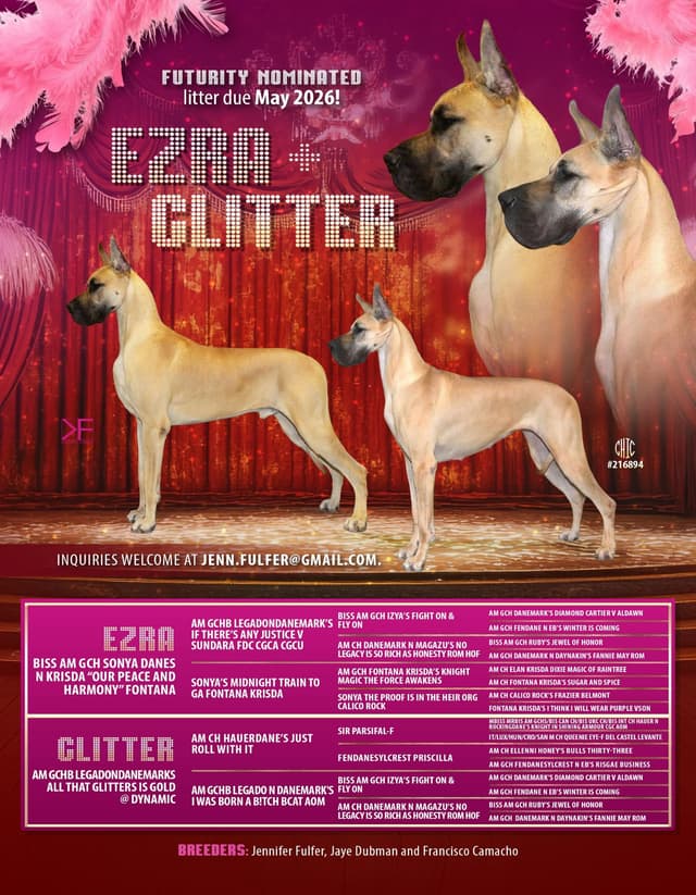 Great Dane Puppies media 3