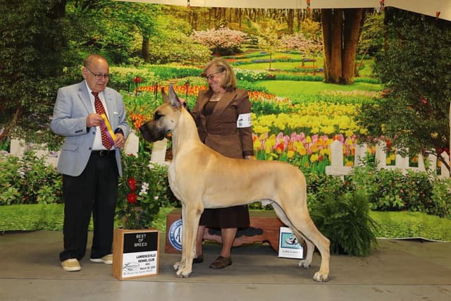 Great Dane Puppies media 2