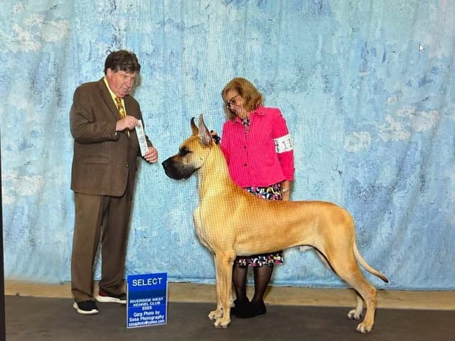 Great Dane Puppies media 4