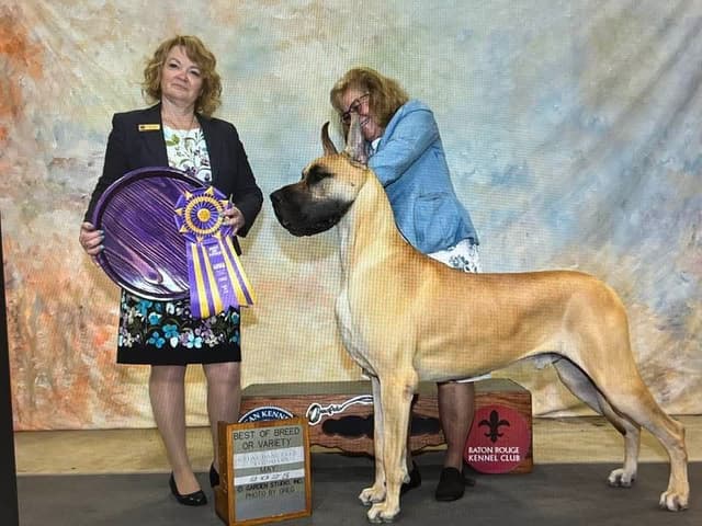 Great Dane Puppies media 5