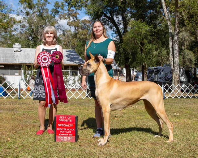 Great Dane Puppies media 6