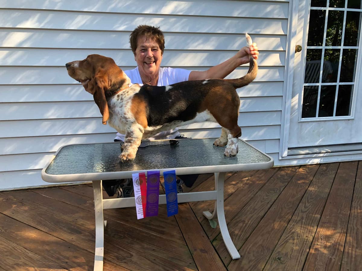 Basset Hound Puppies breeder image 1