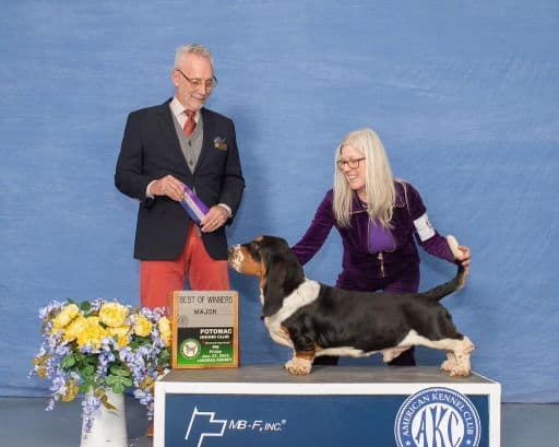 Basset Hound Puppies breeder image 3