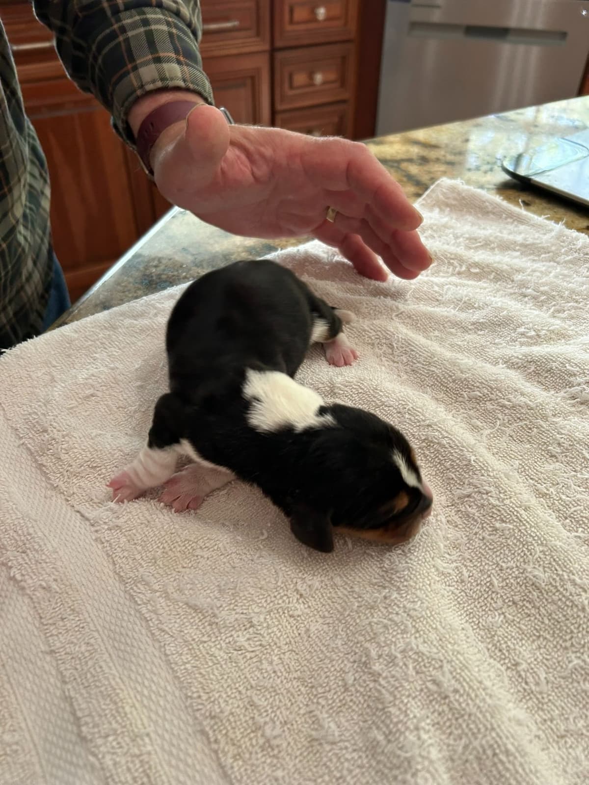 Basset Hound Puppies breeder image 4