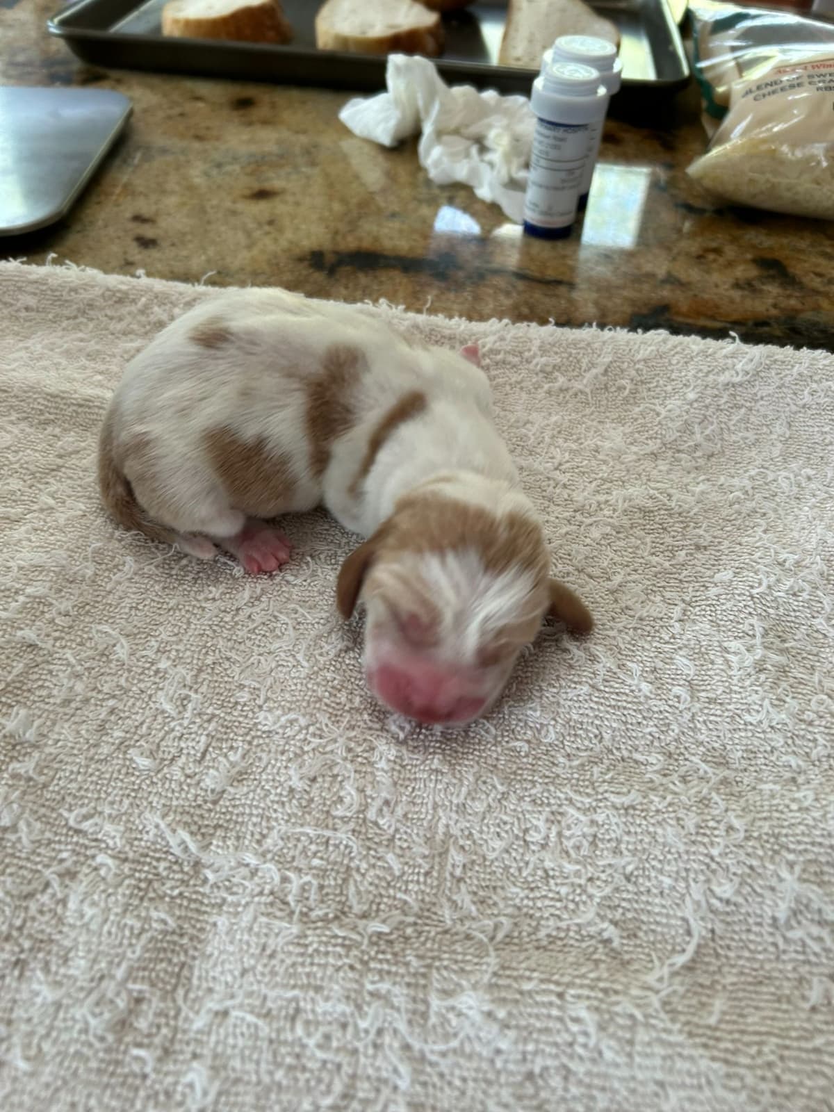 Basset Hound Puppies breeder image 5