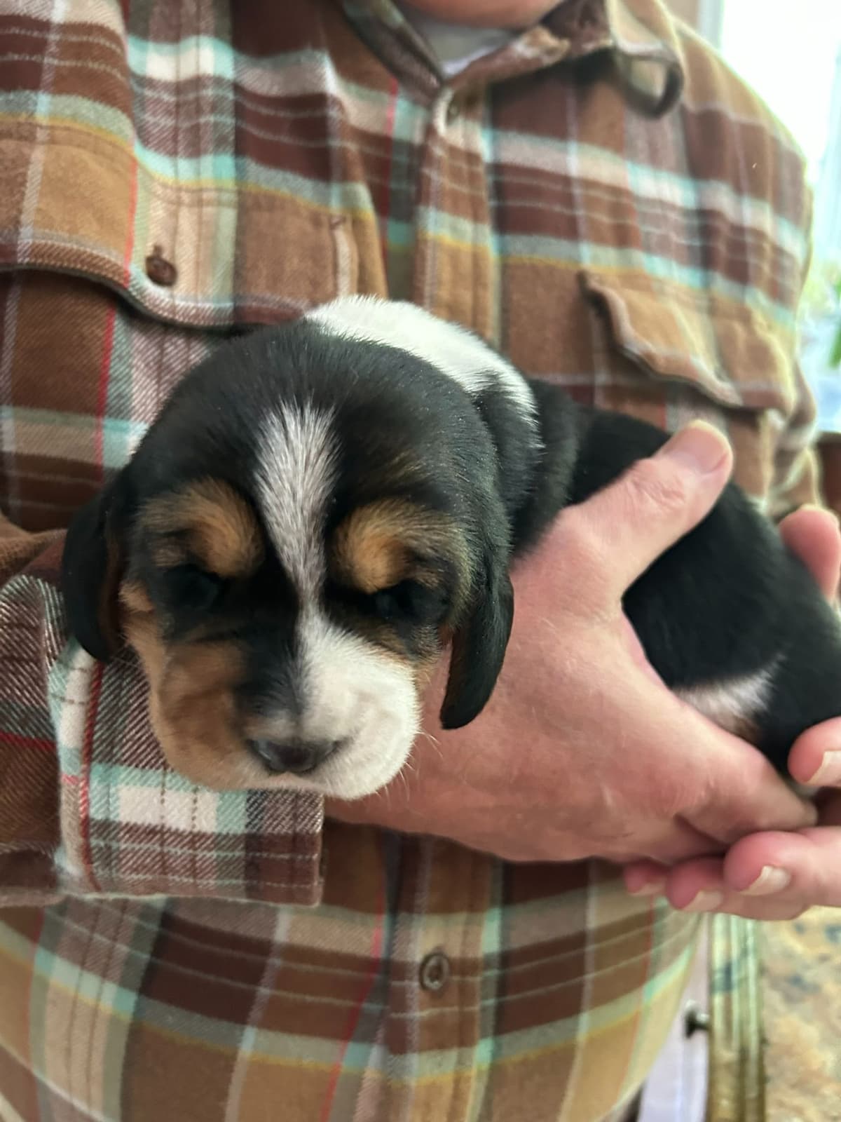 Basset Hound Puppies breeder image 6