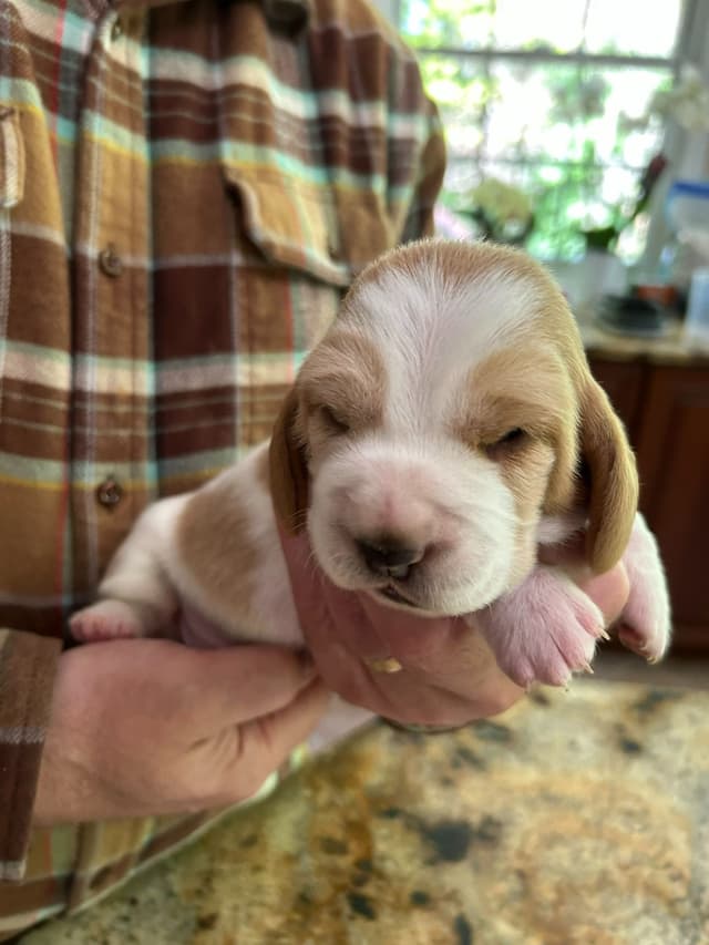 Basset Hound Puppies media 3