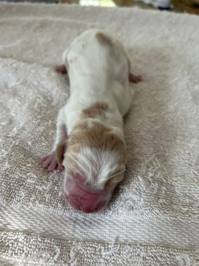 Basset Hound Puppies media 5