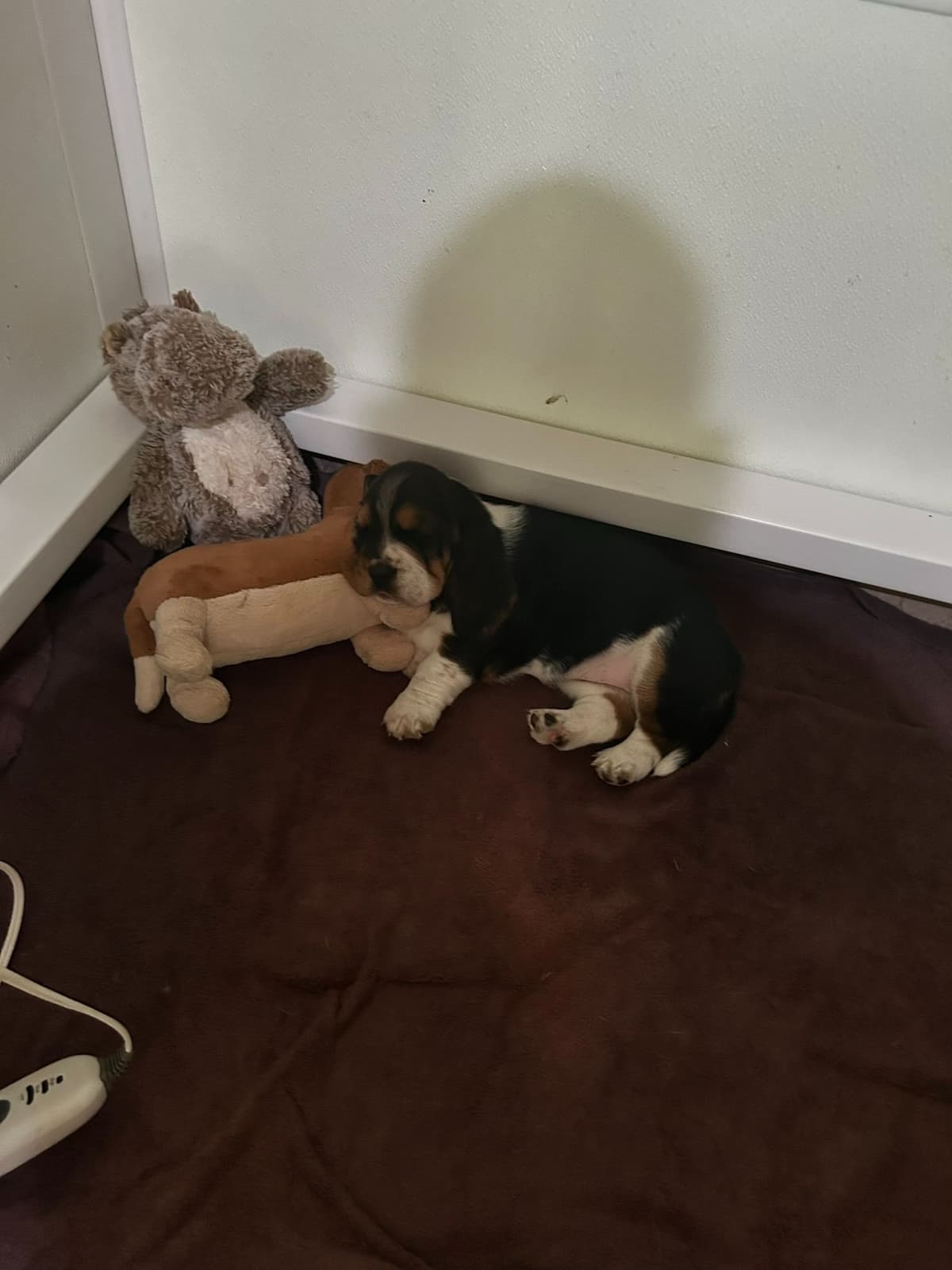 Basset Hound Puppies breeder image 8