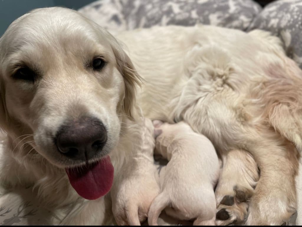 Golden Retriever Puppies breeder image 1