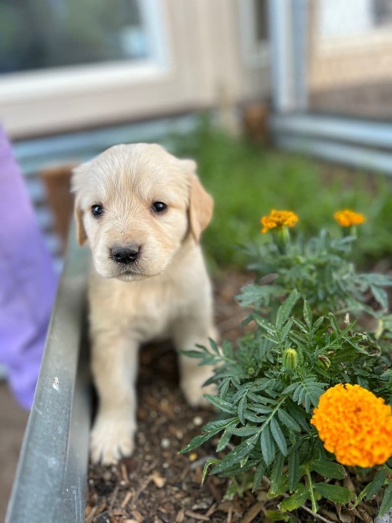 Golden Retriever Puppies breeder image 3