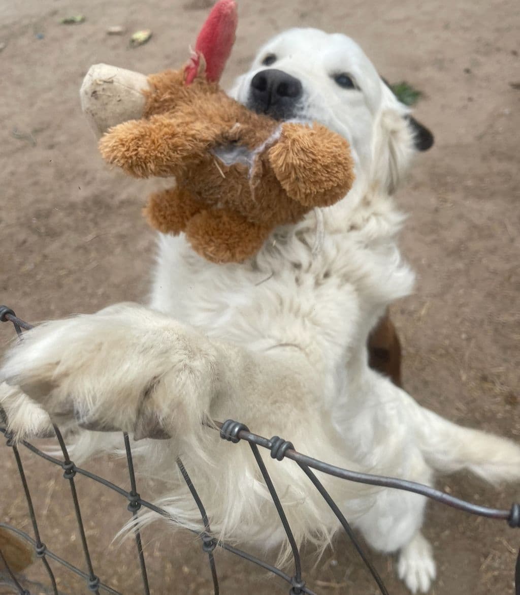 Golden Retriever Puppies breeder image 4