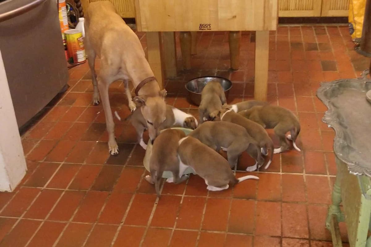 Greyhound Puppies breeder image 2