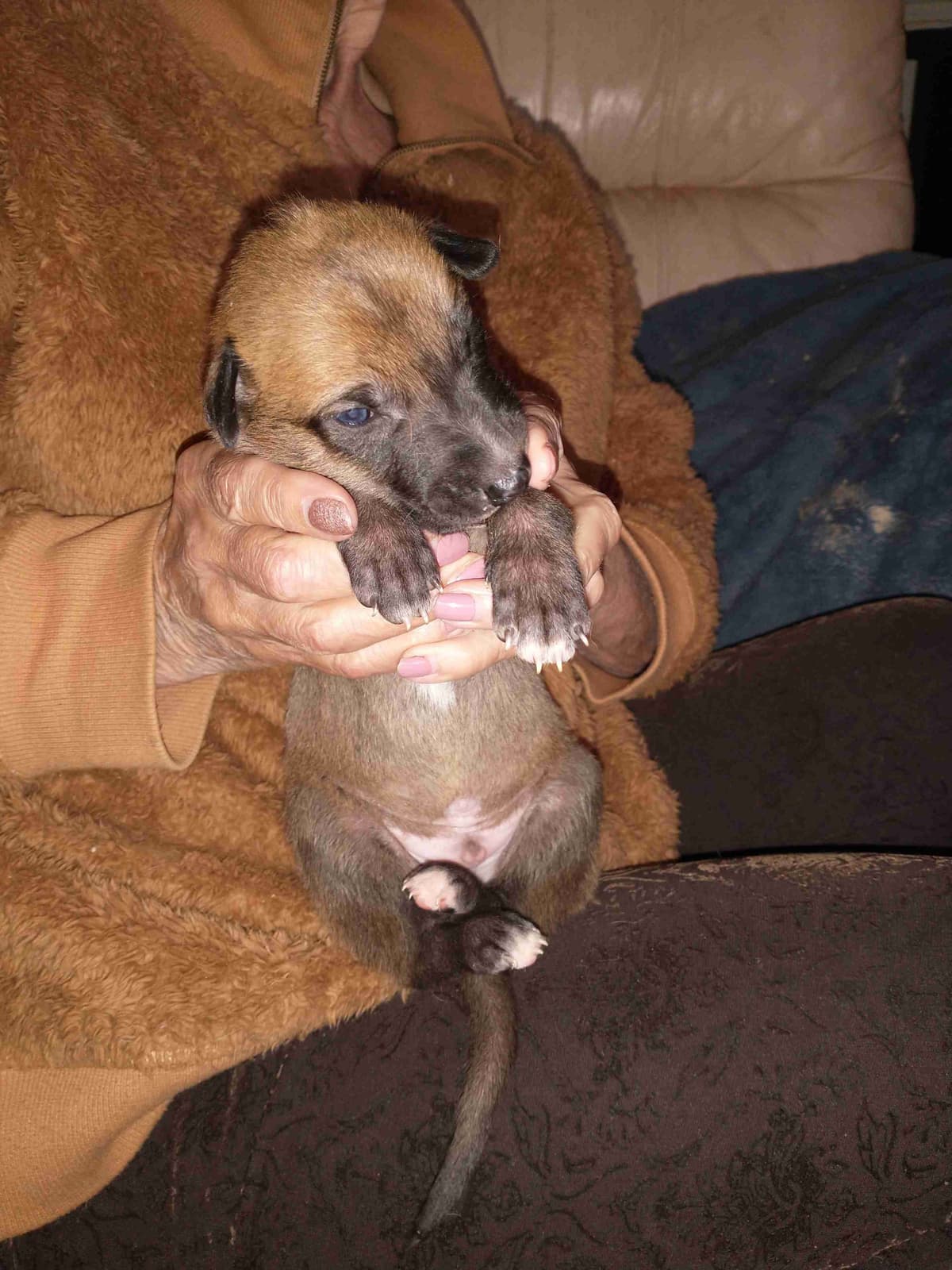 Greyhound Puppies breeder image 3