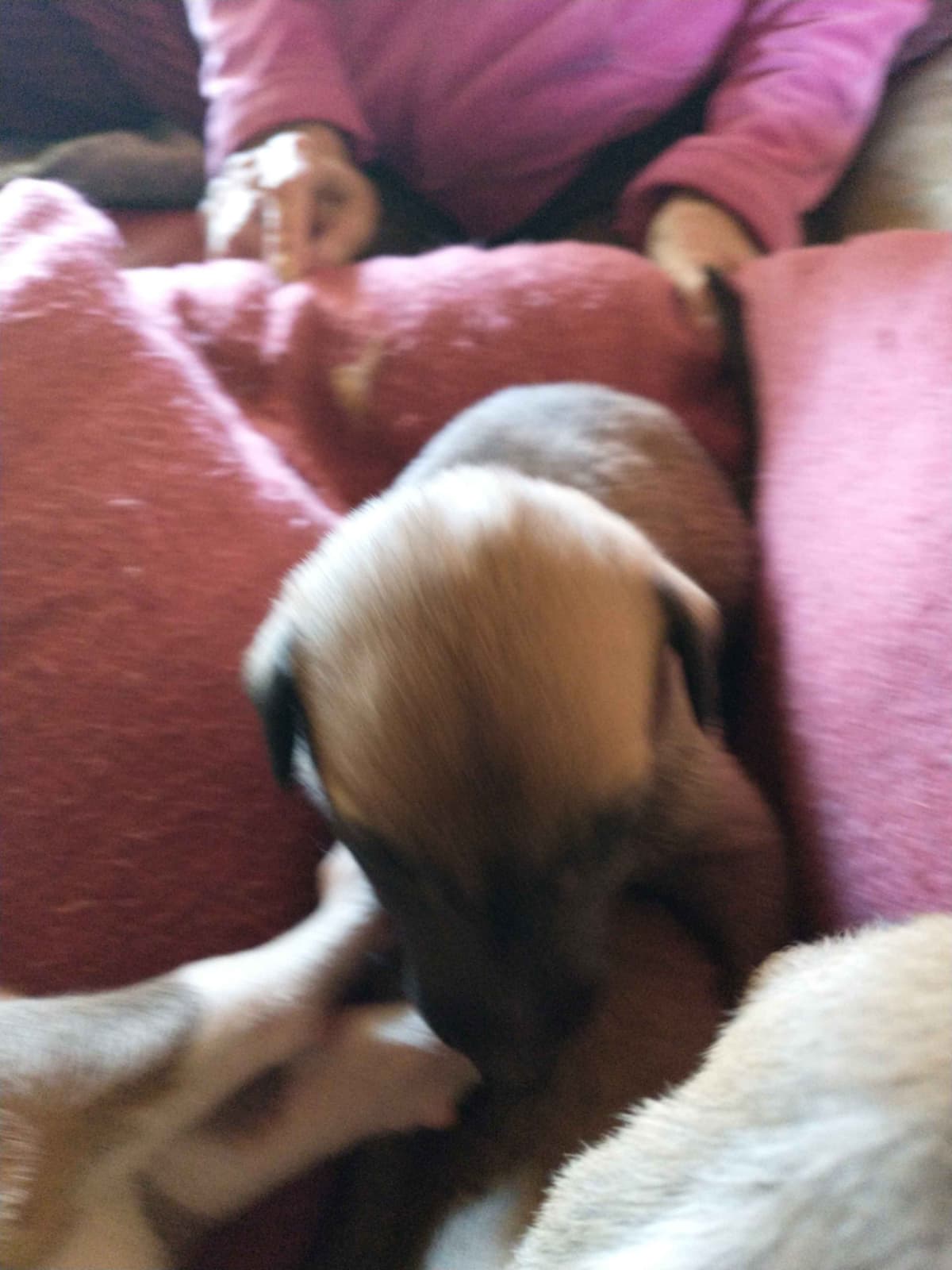 Greyhound Puppies breeder image 4