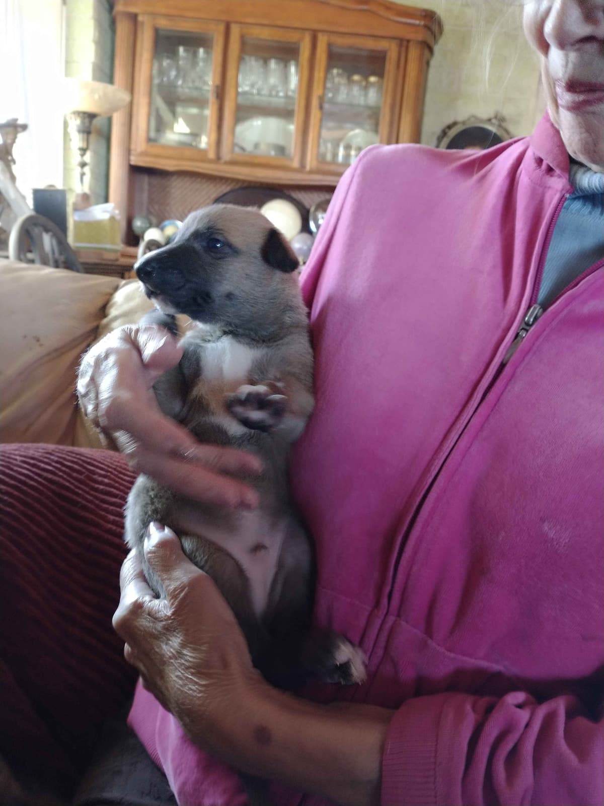Greyhound Puppies breeder image 5