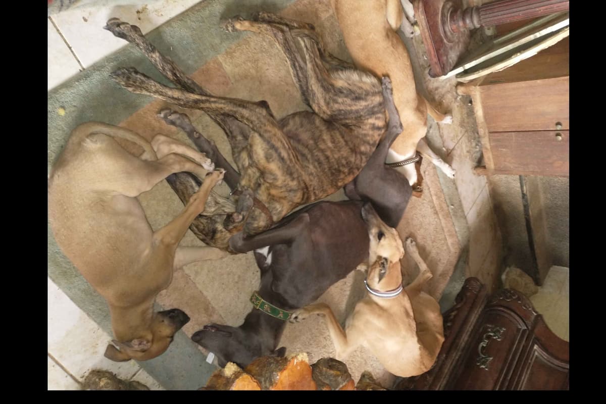 Greyhound Puppies breeder image 6