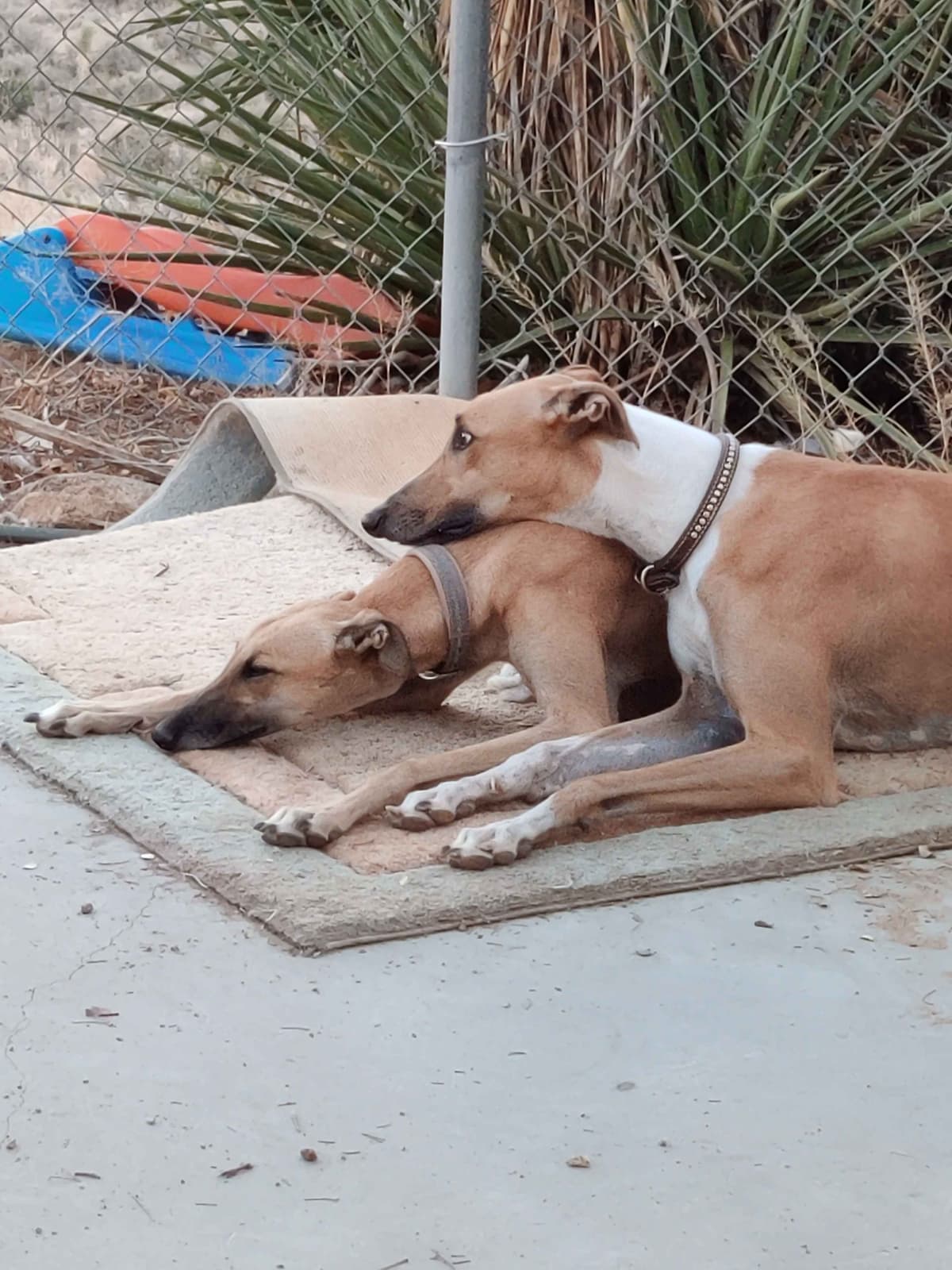 Greyhound Puppies breeder image 7