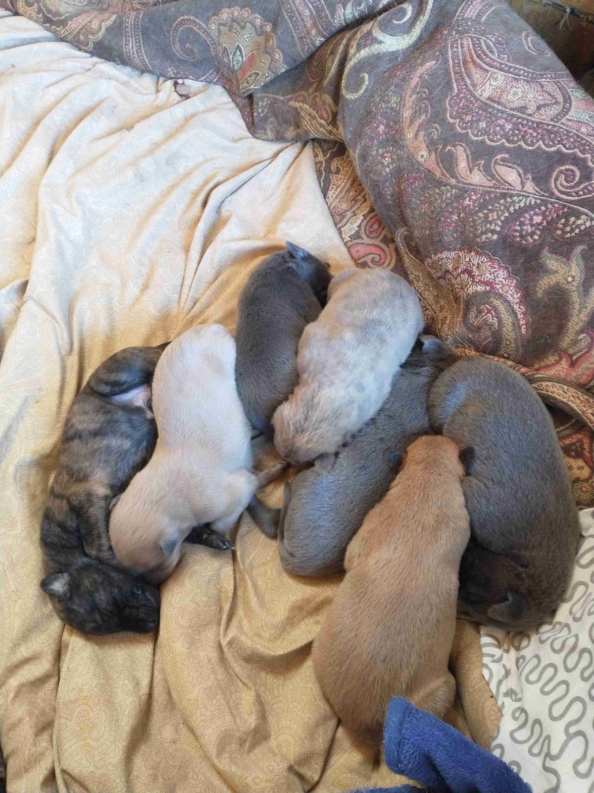 Greyhound Puppies breeder image 8
