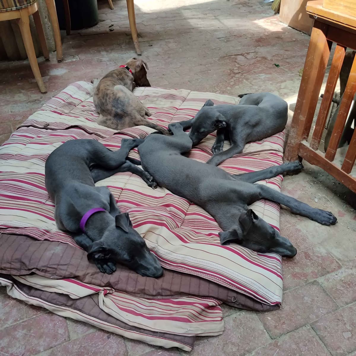 Greyhound Puppies breeder image 9