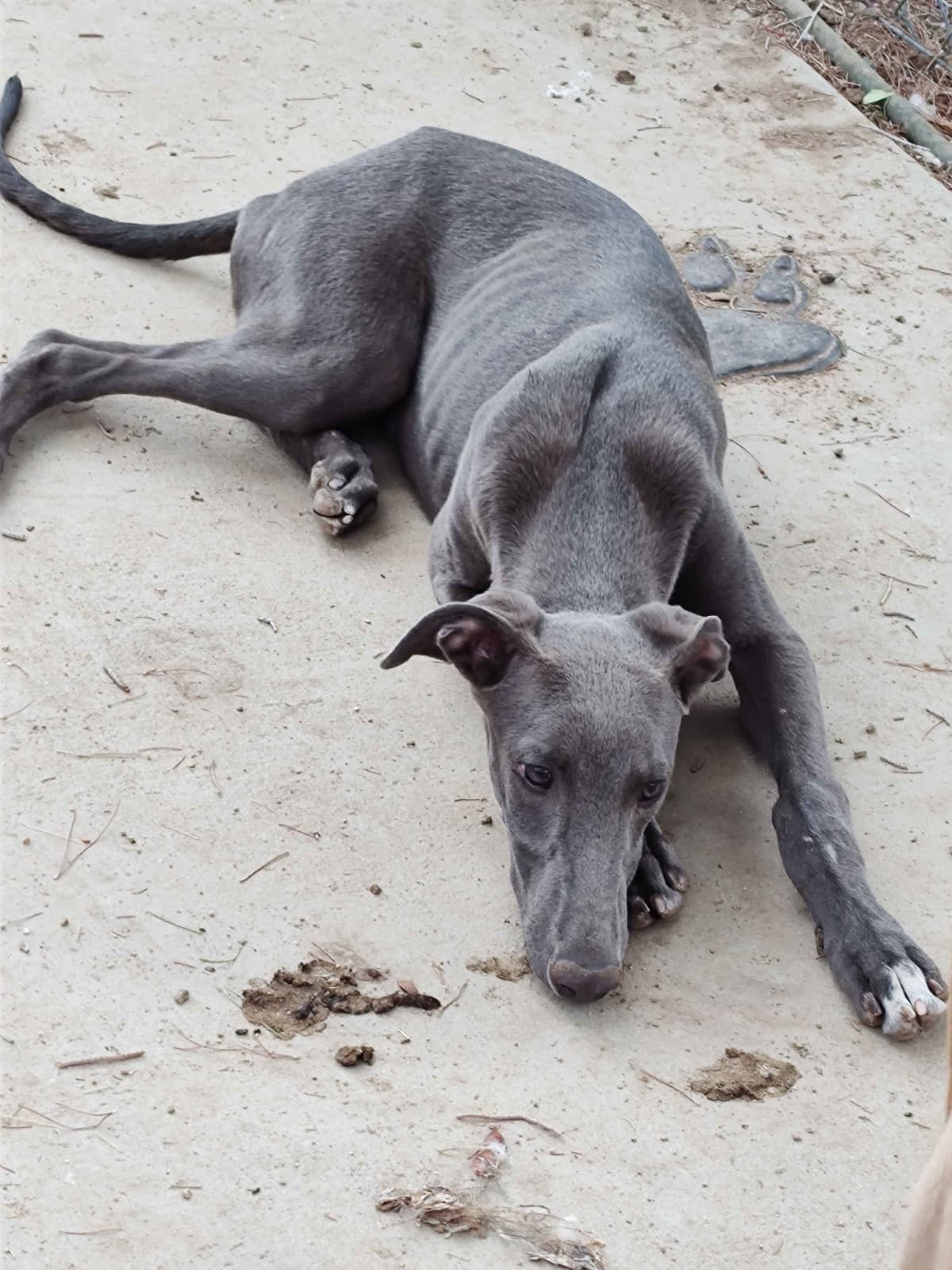 Greyhound Puppies breeder image 10