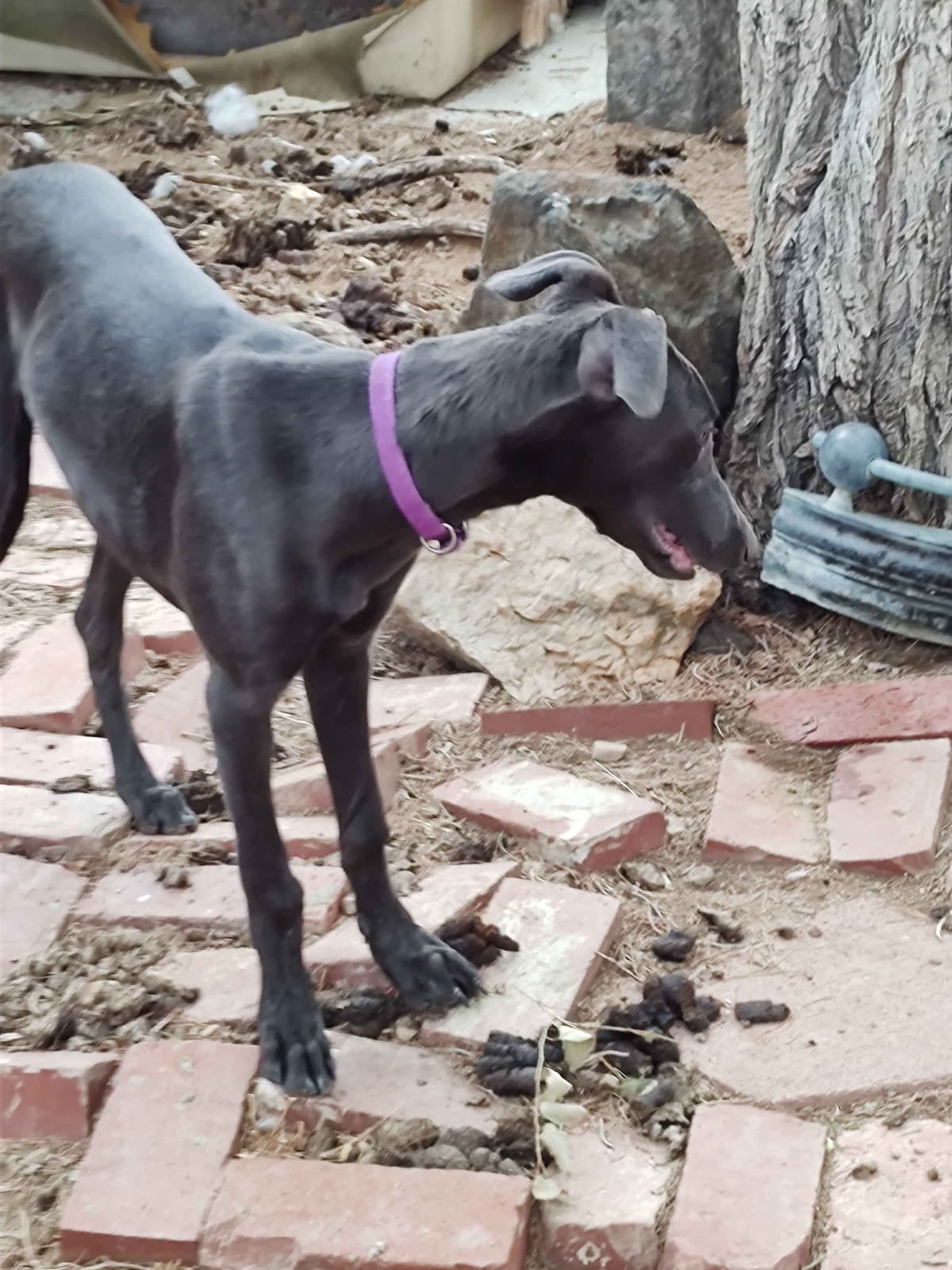 Greyhound Puppies breeder image 11